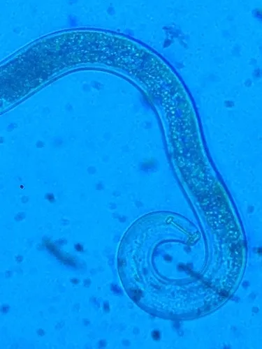 Pratylenchus penetrans