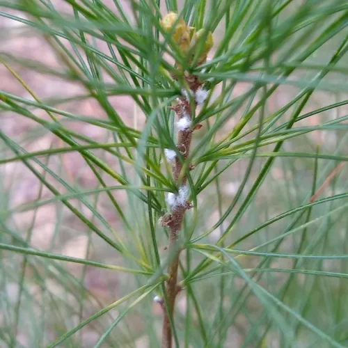Pine Bark Adelgid