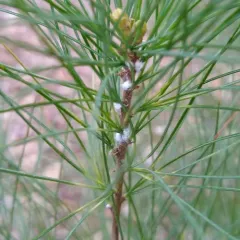 Pine Bark Adelgid thumbnail 1