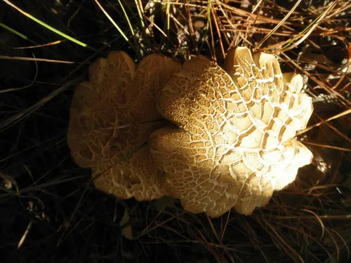 Suede Bolete