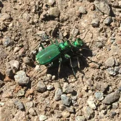 Purple Tiger Beetle thumbnail 3
