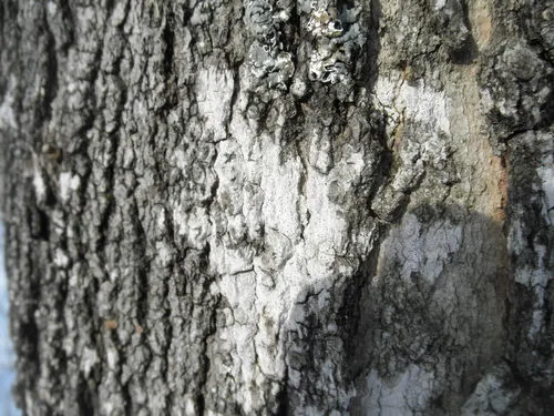 Julella fallaciosa