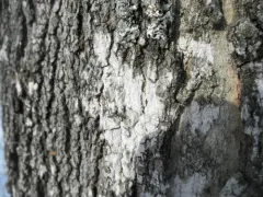 Julella fallaciosa thumbnail 1