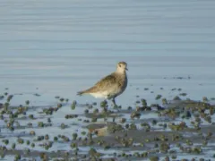 European Golden-Plover thumbnail 4