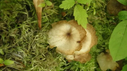 Clitocybula oculata