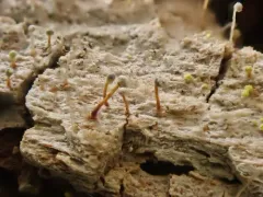 Sclerophora amabilis thumbnail 1