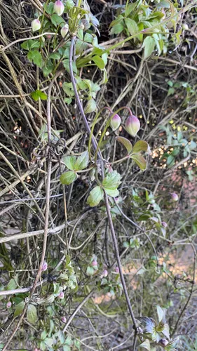 Himalayan clematis