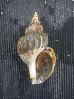 Beringius kennicottii thumbnail 1