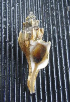 Boreotrophon alaskanus thumbnail 2