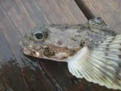 Threaded Sculpin thumbnail 3