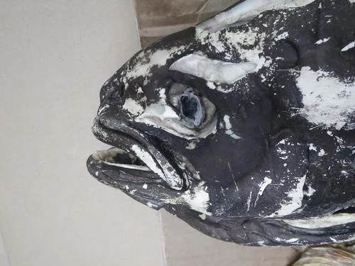 Ragfish