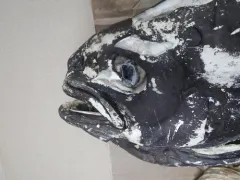 Ragfish thumbnail 1