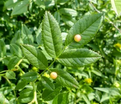 Smooth Pea Gall Wasp thumbnail 2