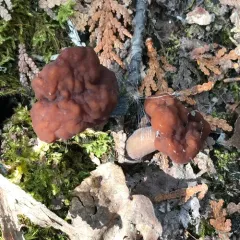 Gyromitra venenata thumbnail 2