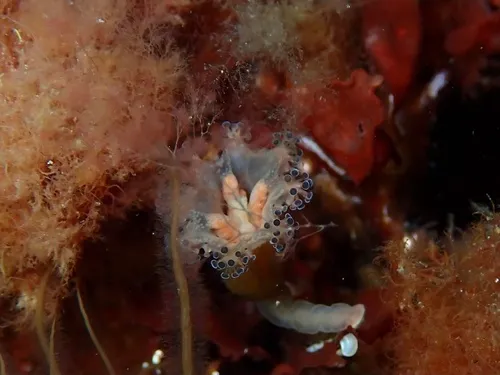 Manania atlantica