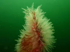 Knotted Thread Hydroid thumbnail 2