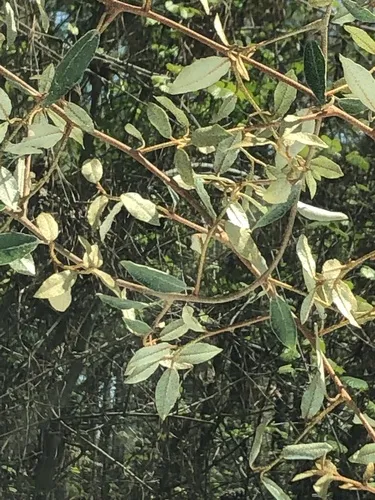 thorny olive