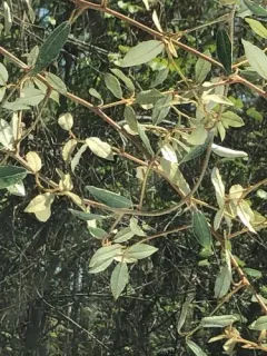 thorny olive thumbnail 1