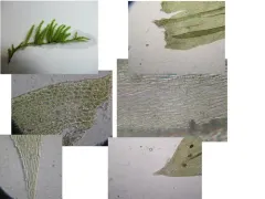Pleated Foxtail Moss thumbnail 3