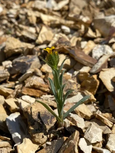 Malheur Valley Fiddleneck