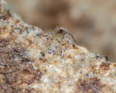 Willowsia nigromaculata thumbnail 3