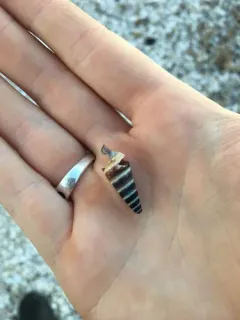 Sharp Hornsnail thumbnail 4