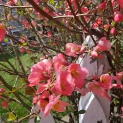 Chinese quince thumbnail 4