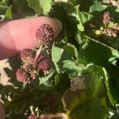 Purple Sanicle thumbnail 2