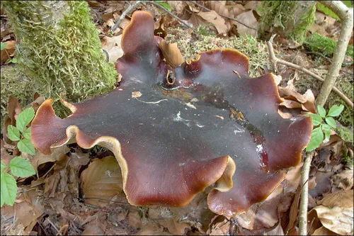 Bay Polypore