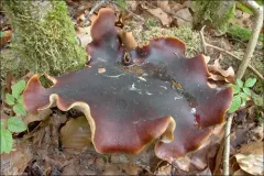 Bay Polypore thumbnail 1