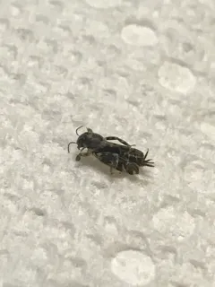 Smaller Sand Cricket thumbnail 2