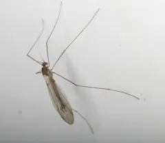 Trichocera garretti thumbnail 2