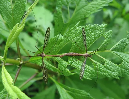 Tipula concava