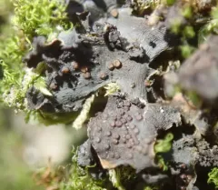 Batwing Vinyl Lichen thumbnail 2
