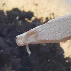Spotted Snake Millipede thumbnail 3