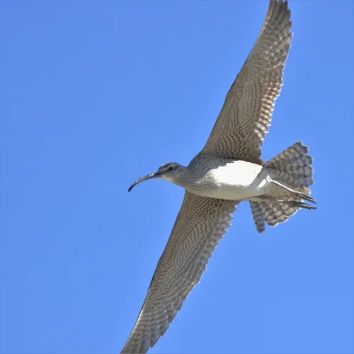 Hudsonian Whimbrel