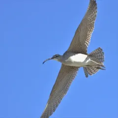 Hudsonian Whimbrel thumbnail 1