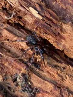 Night-hunting Woodland Spider thumbnail 2