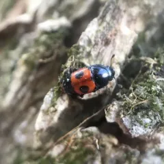 Bloody Sap Beetle thumbnail 4