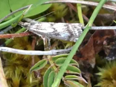 Catoptria trichostomus thumbnail 1