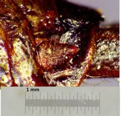 Bruner's Spur-throat Grasshopper thumbnail 2