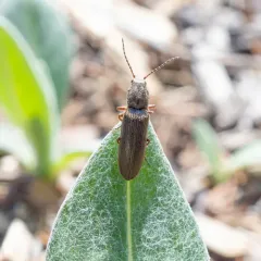 Cylindrical Click Beetle thumbnail 4