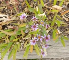 thickstem aster thumbnail 1