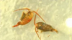 Hesperodiaptomus caducus thumbnail 2