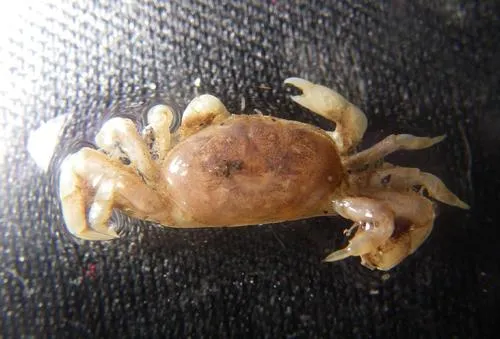 Schmitt Pea Crab