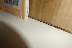 Larger Pale Booklouse thumbnail 2