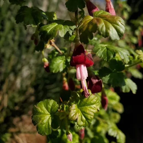 gummy gooseberry