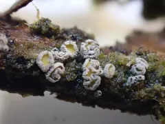 Proliferodiscus pulveraceus thumbnail 4
