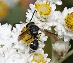 Vertical potter wasp thumbnail 2
