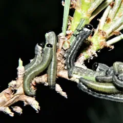 European Pine Sawfly thumbnail 2